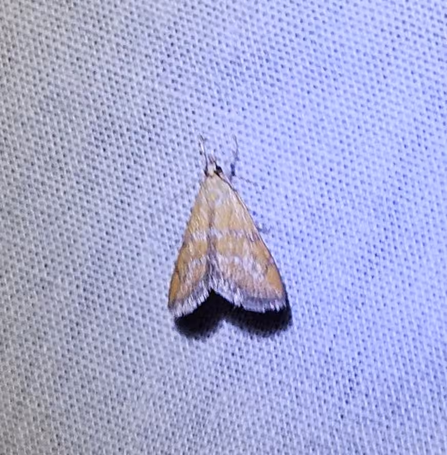 Xanthophysa Moth, photo 3 sur 5