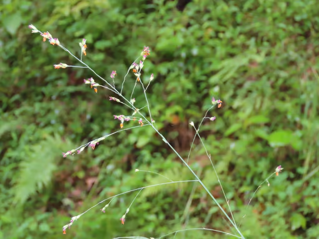 Panic raide, En fleurs