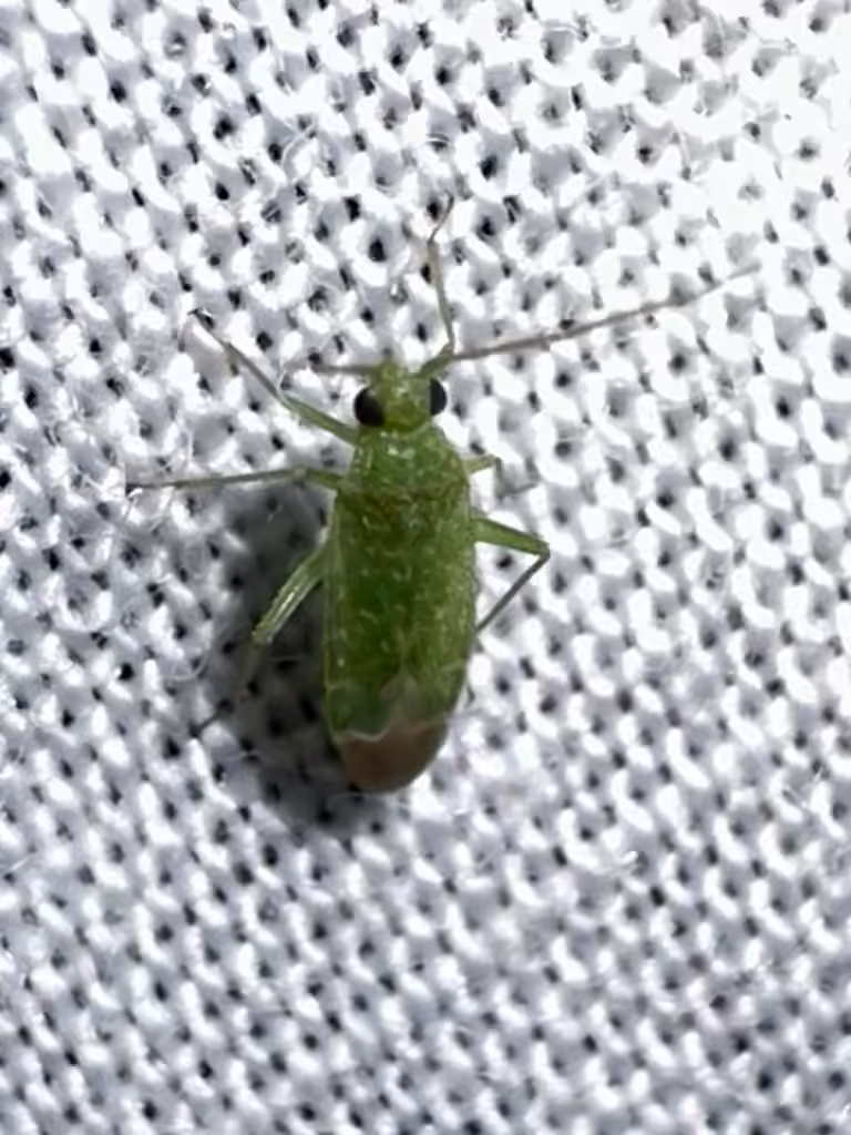 Plant bug, photo 3 of 5