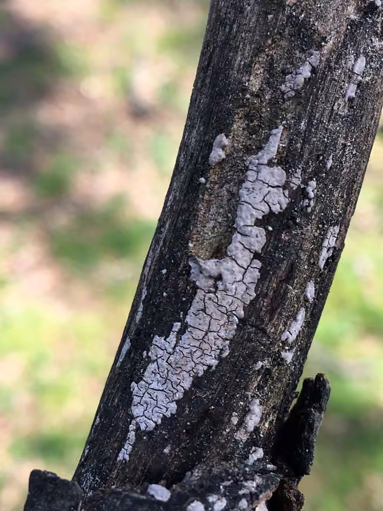 Péniophore gris cendré, photo 2 of 5