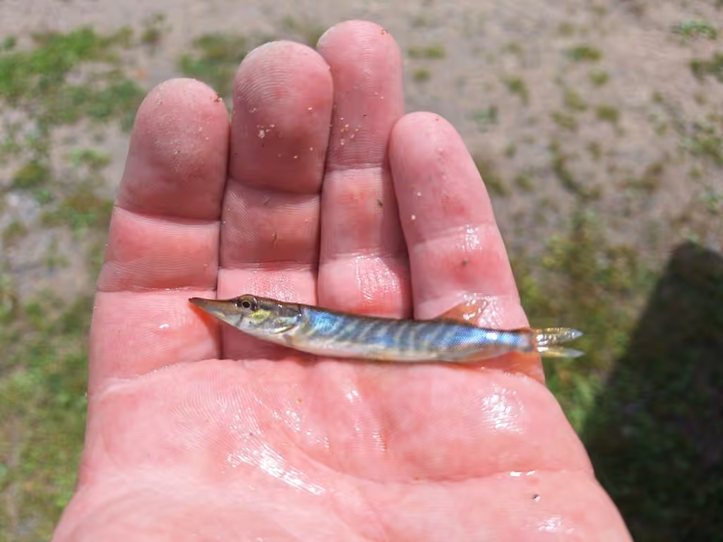 Grand brochet, Juvénile