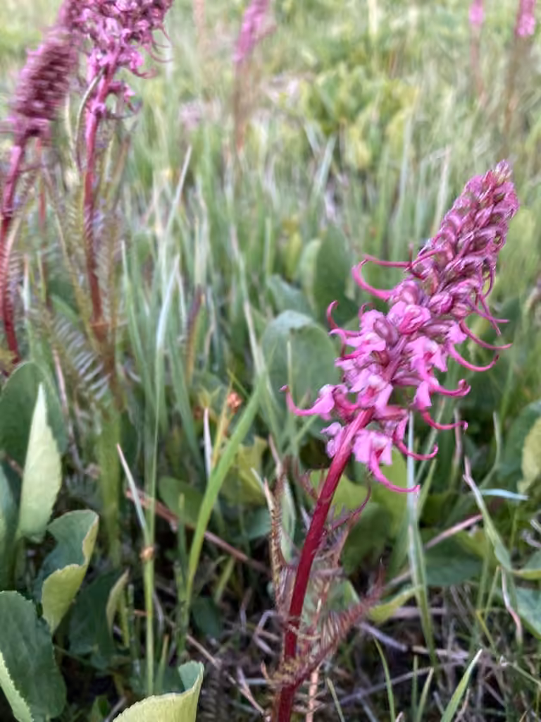 Pédiculaire du Groenland, En fleurs