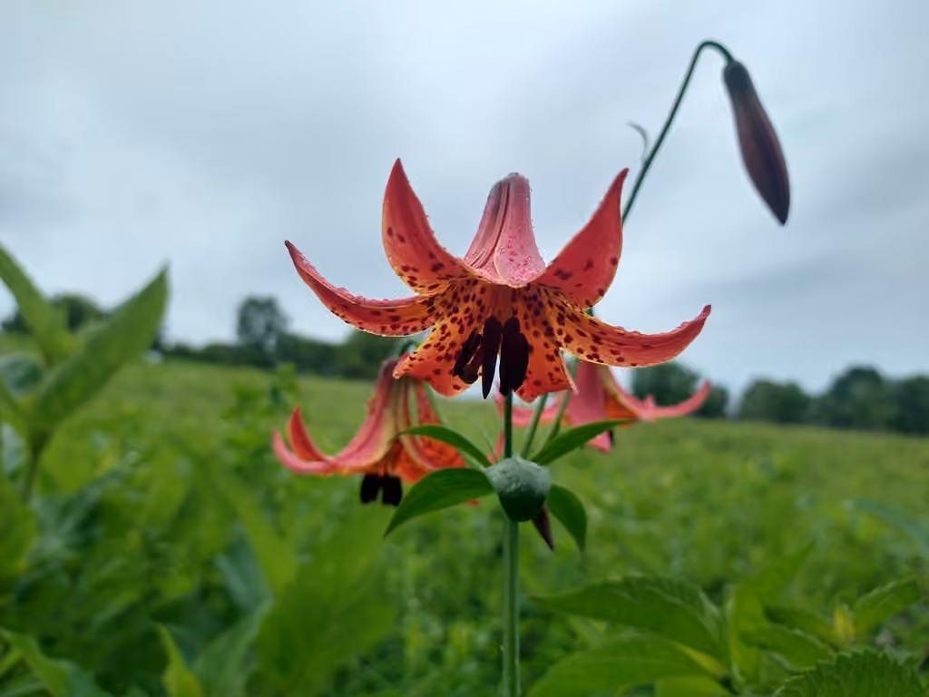 Canada lily, Flower buds