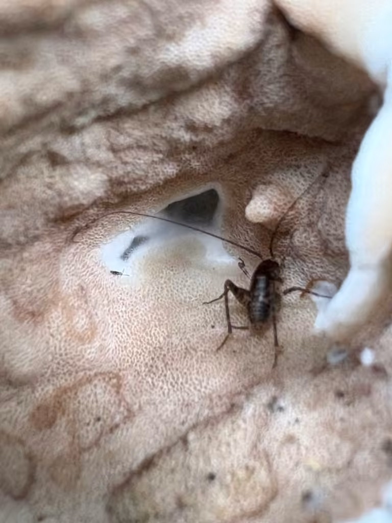 Greenhouse Camel Cricket, Nymph