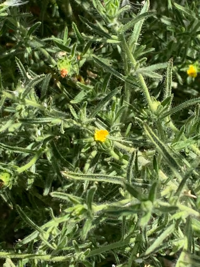 Inule fétide, En fleurs