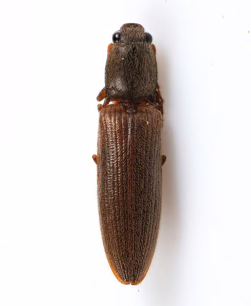 Brightwell's Click Beetle, photo 3 of 5