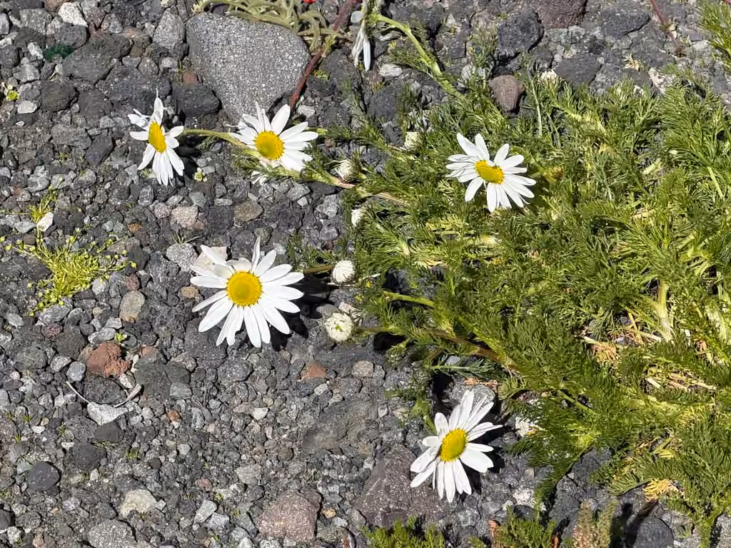 Matricaire maritime, En fleurs