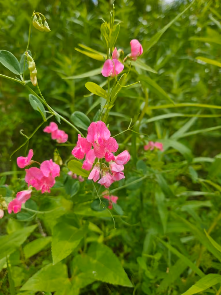 Earth-nut pea, Flower buds