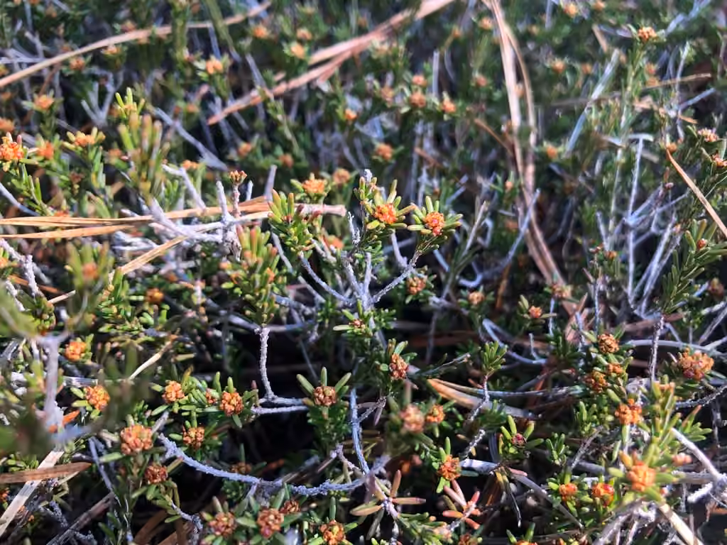 Broom-crowberry, In fruit