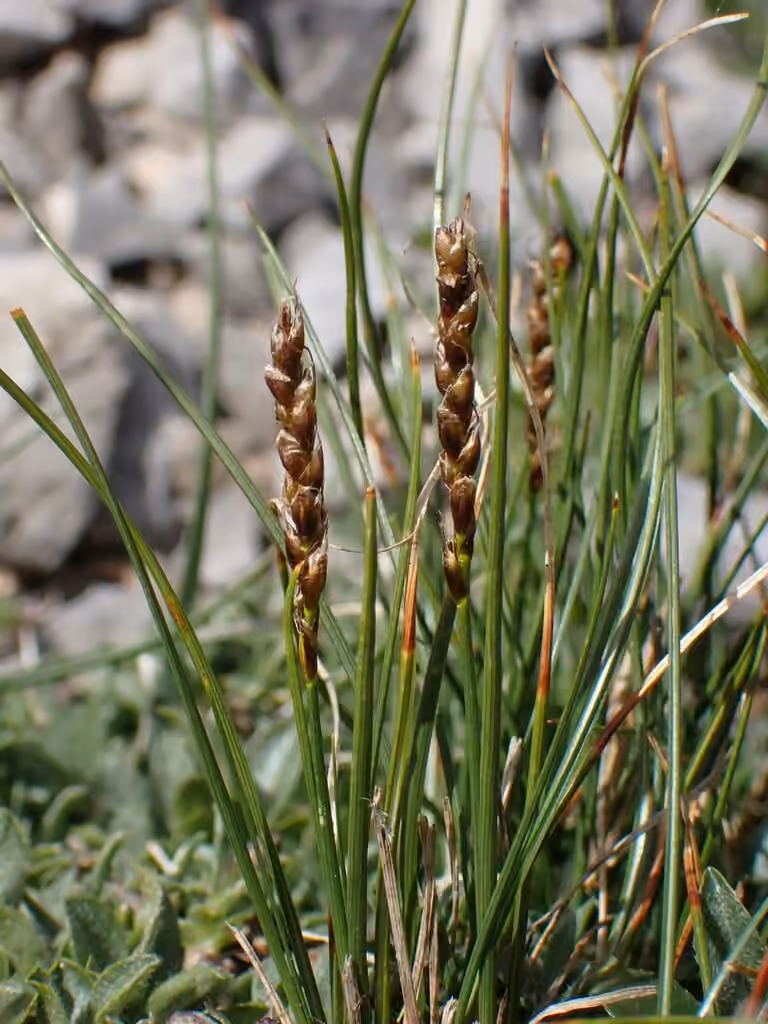 Carex queue-de-souris, photo 1 sur 5