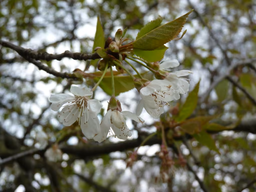 Cerisier des oiseaux, En fleurs