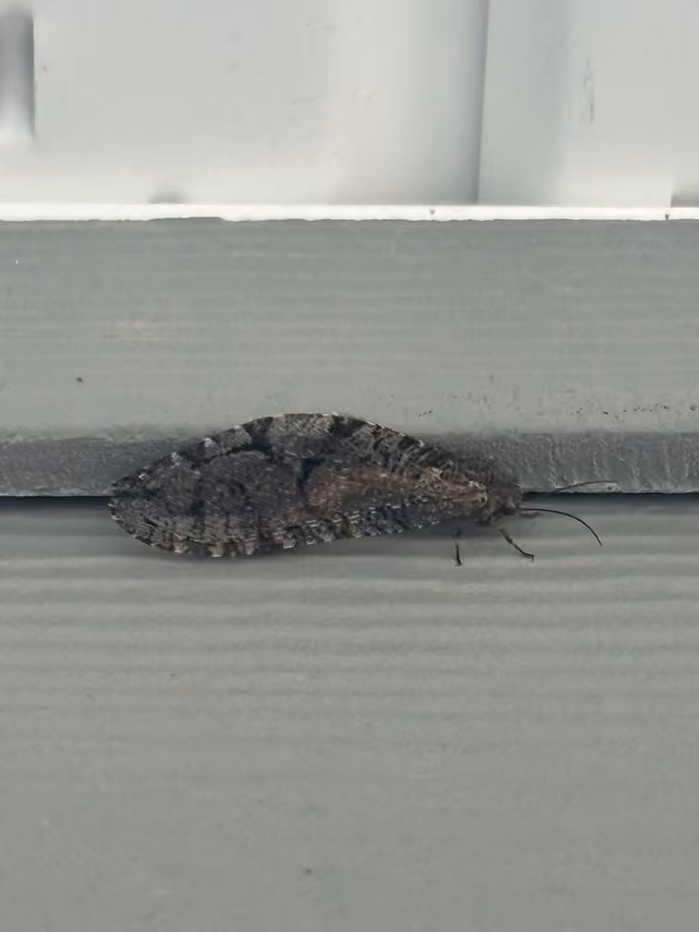 Speckled giant lacewing, photo 3 of 5