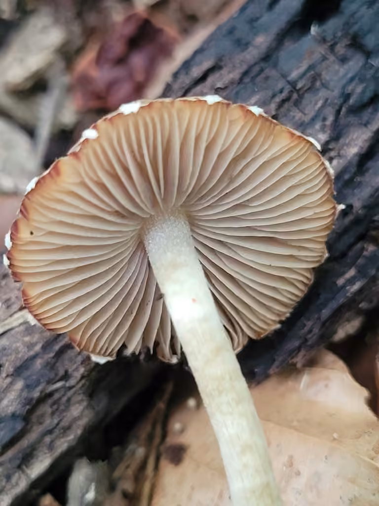 Psathyrelle amarescente, photo 3 sur 5