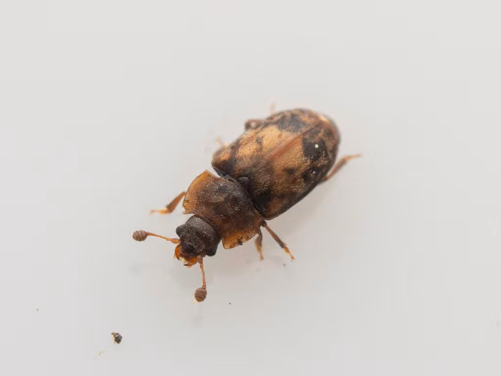 Sap beetle, photo 3 of 5