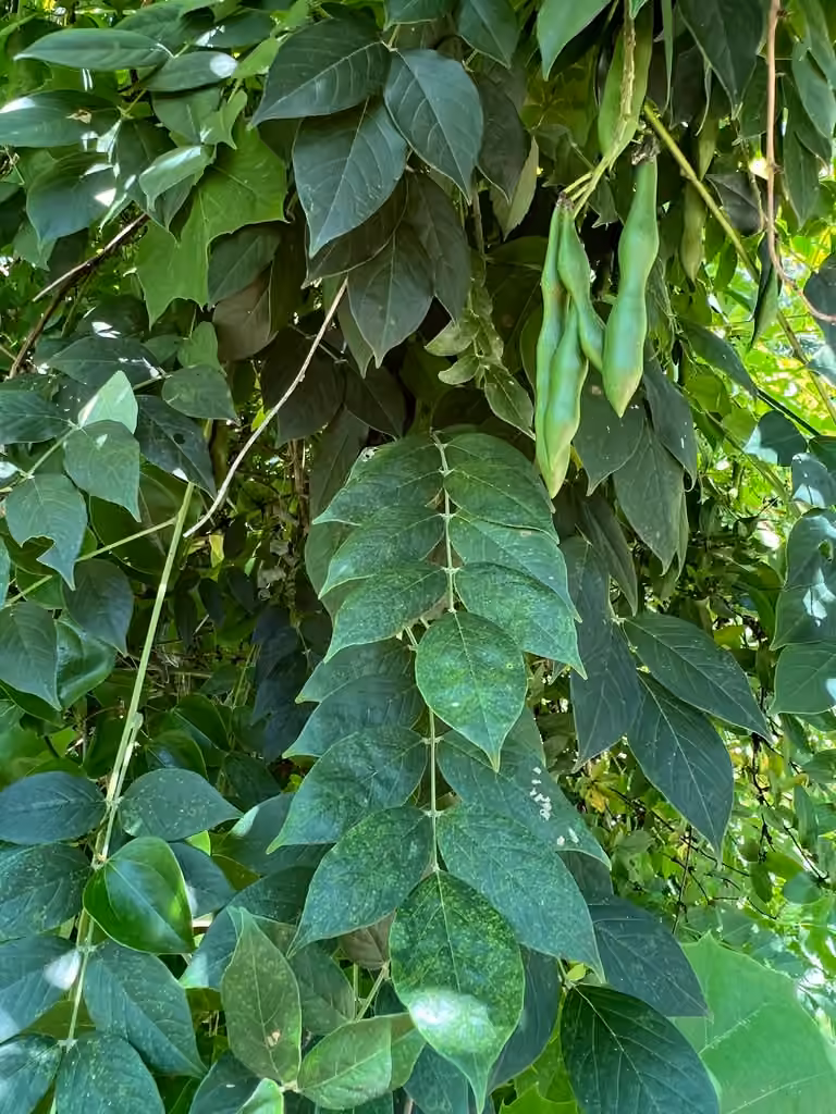 American wisteria, In fruit