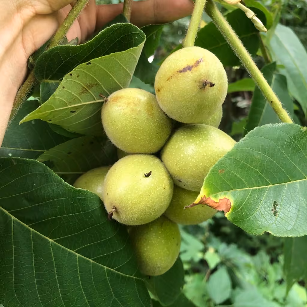 Noyer du Japon, En fruits