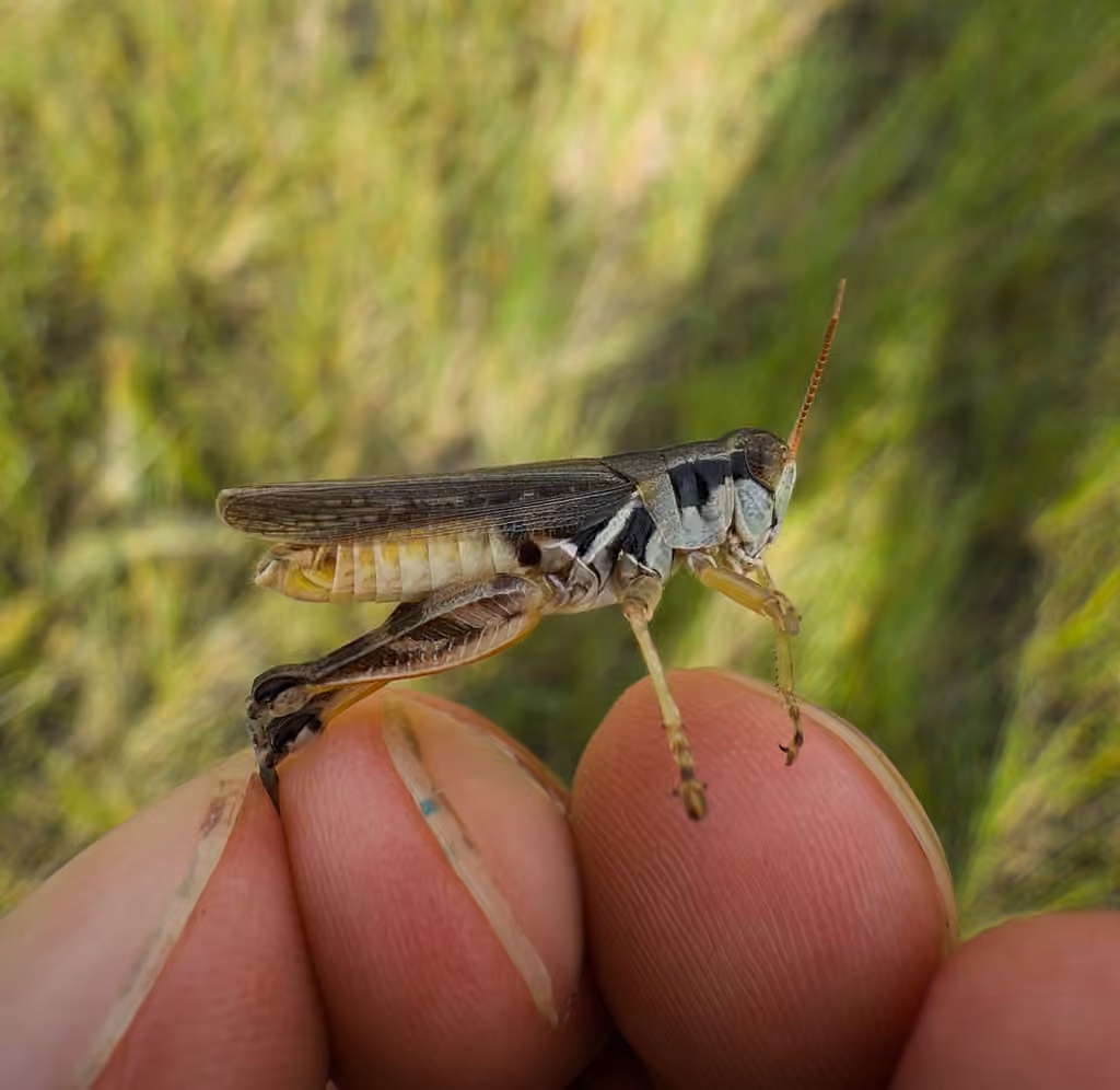 Pasture Spur-throat Grasshopper, Male