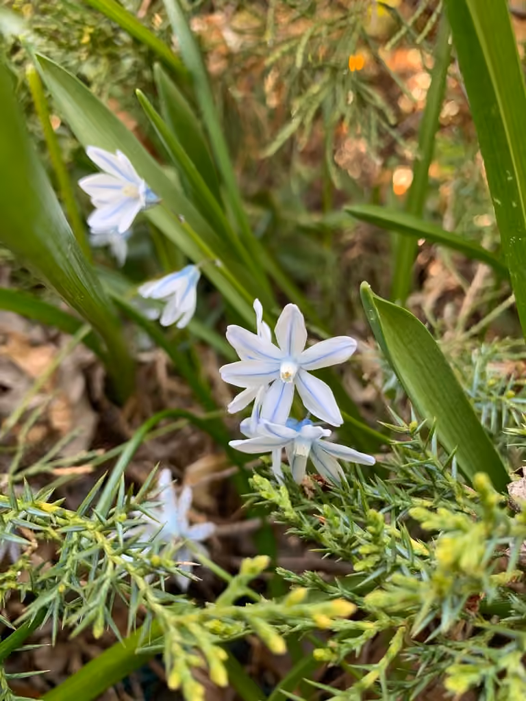 Striped-squill, In flower
