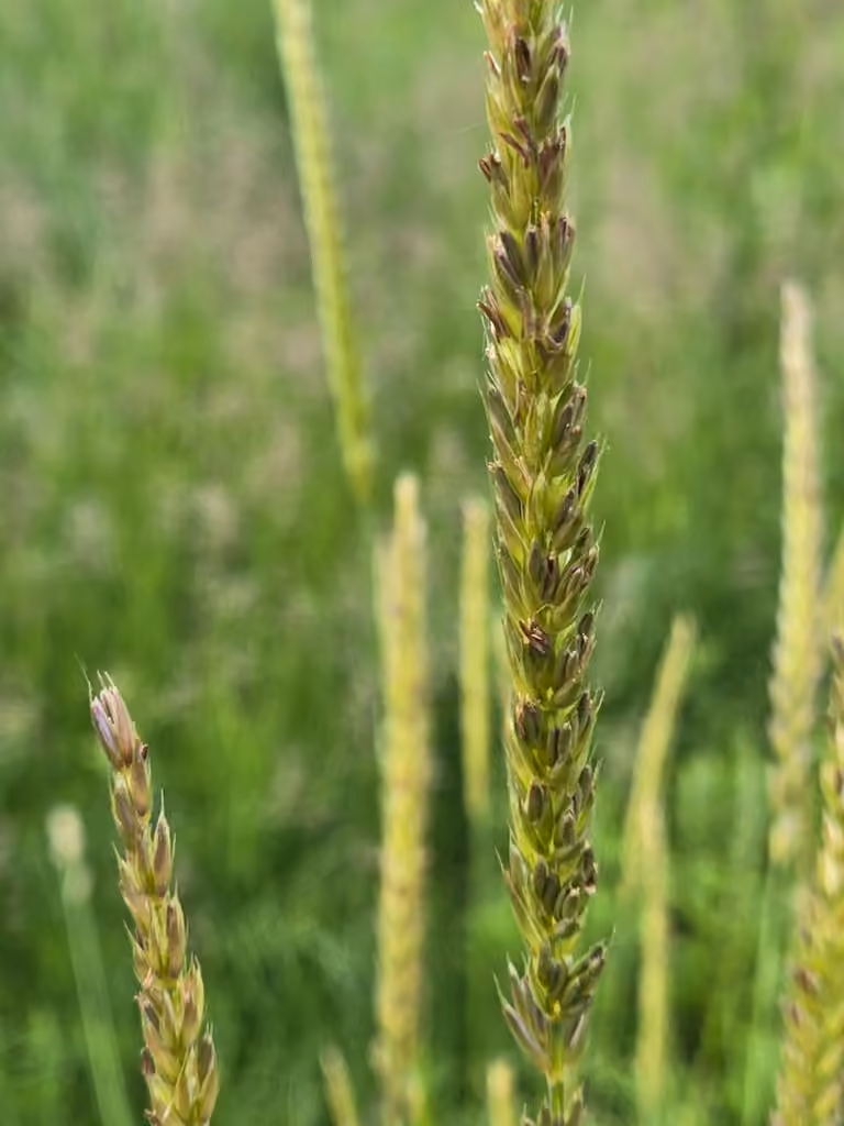 Russian wildrye, In flower
