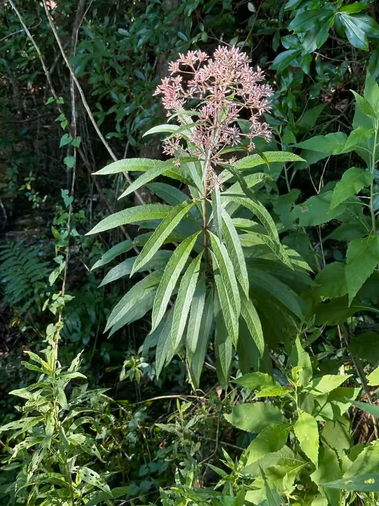 Eupatoire fistuleuse, En fleurs