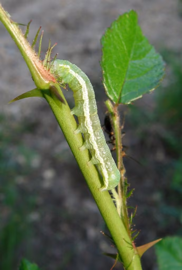 Noctuelle des fruits verts, photo 3 sur 5