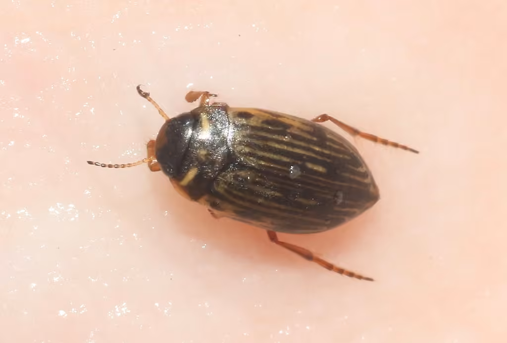 Grey-striated Predaceous Diving Beetle, Adult