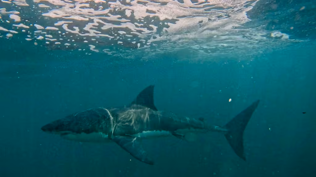 Great White Shark, Male
