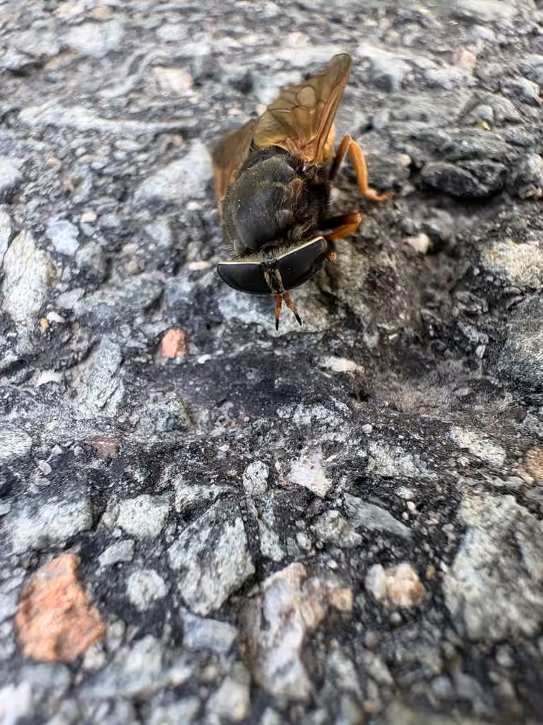Yellowjacket Horse Fly, Female