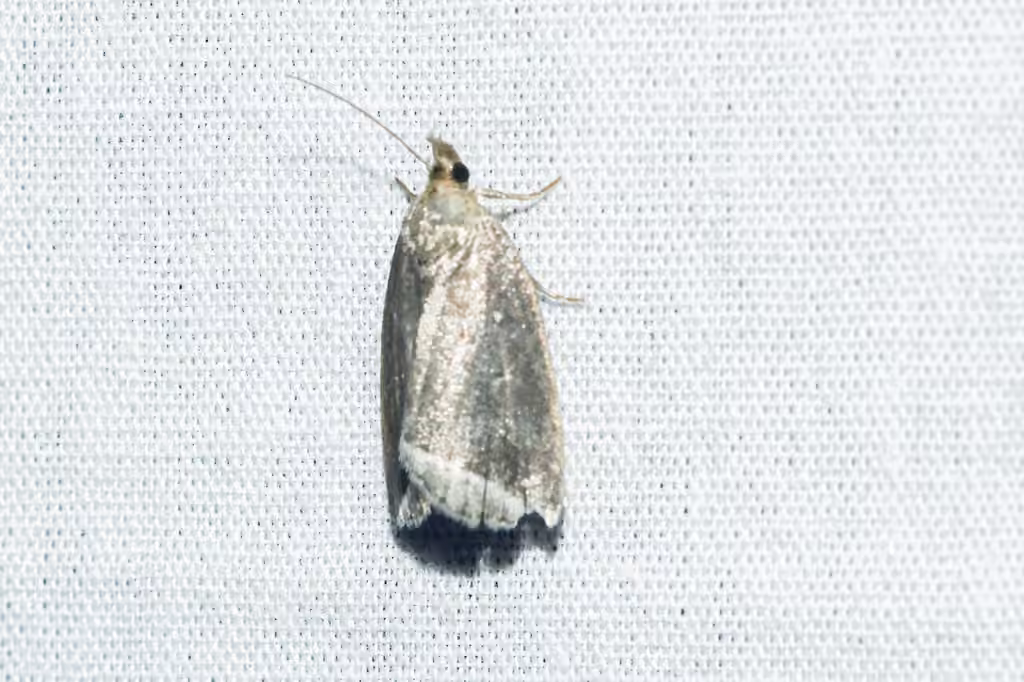 Curved Halter Moth, Adulte