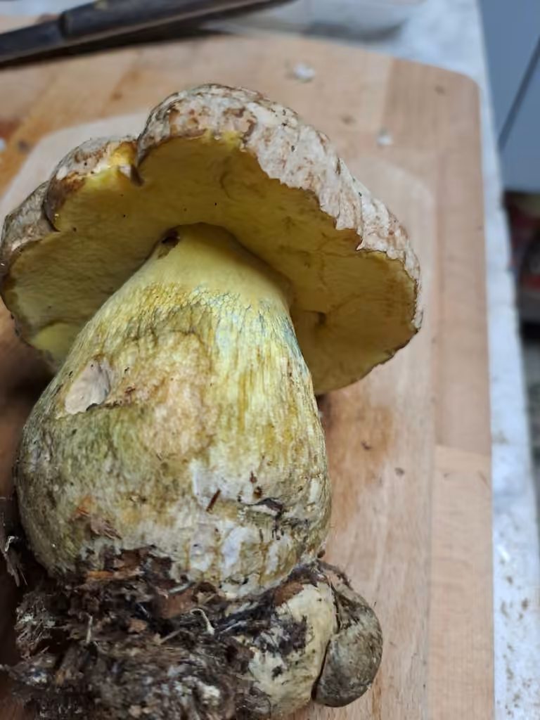 Pale Bolete, photo 3 of 5