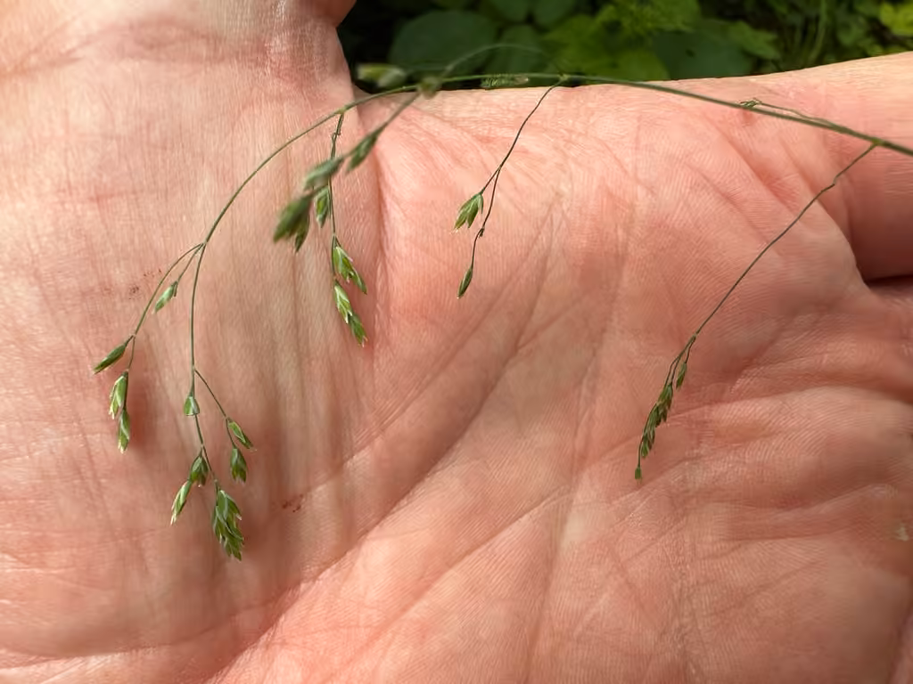 Bushy pasture speargrass, photo 1 of 5