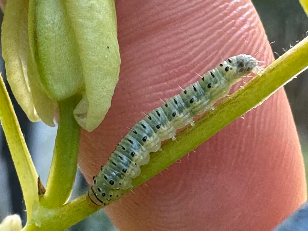 Common Hahncappsia Moth, Chenille