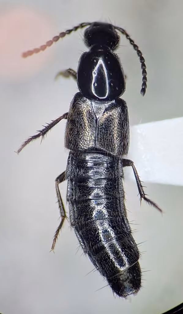 Staph beetle, Male