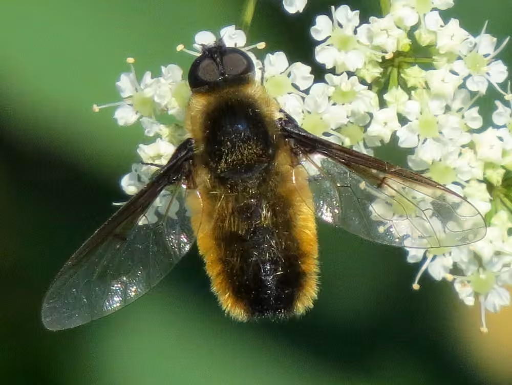 Tawny-tailed Bee Fly, Adult
