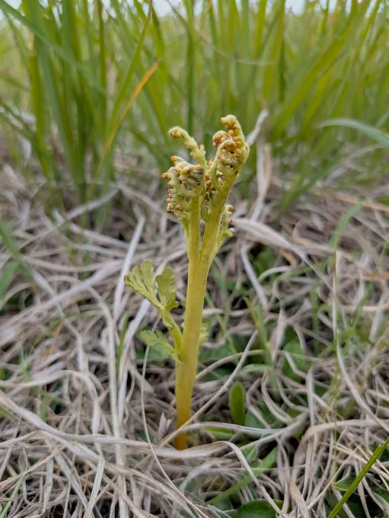 Michigan moonwort, photo 2 of 5