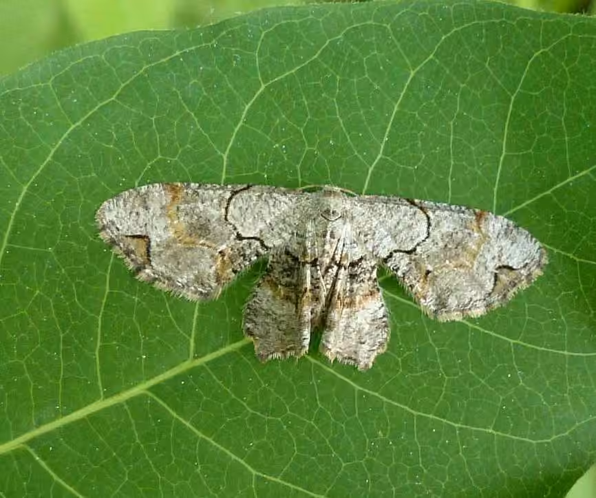 Gray Scoopwing, photo 1 sur 5