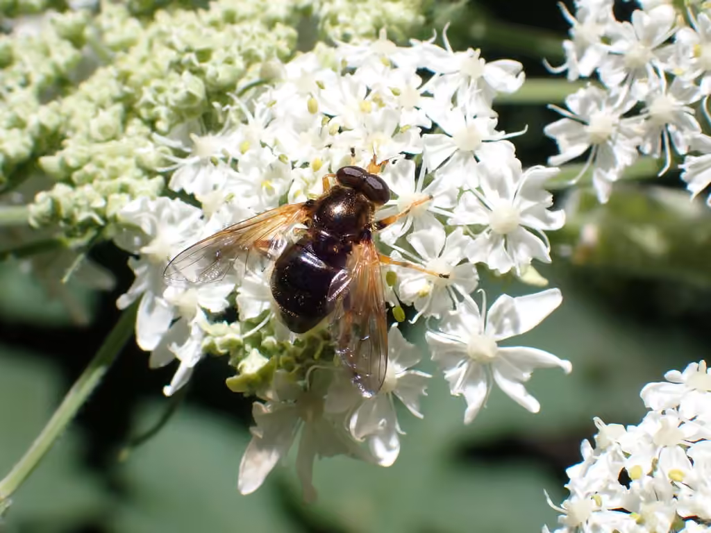 Orange-faced Wood Fly, photo 3 of 5