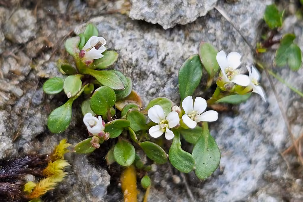 Alpine bittercress, In flower