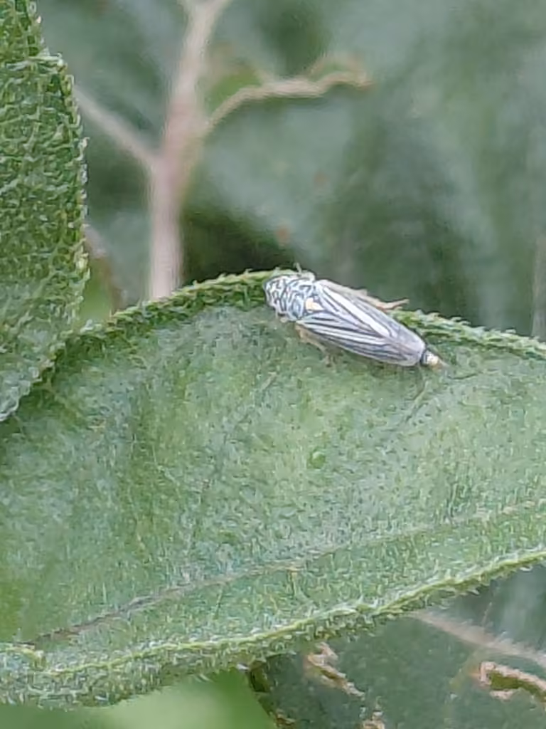 Neokolla hieroglyphica, Female