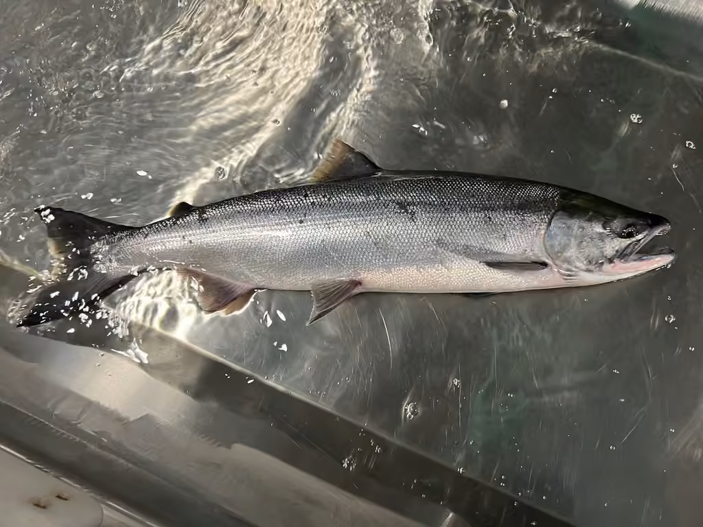 Sockeye Salmon, Male