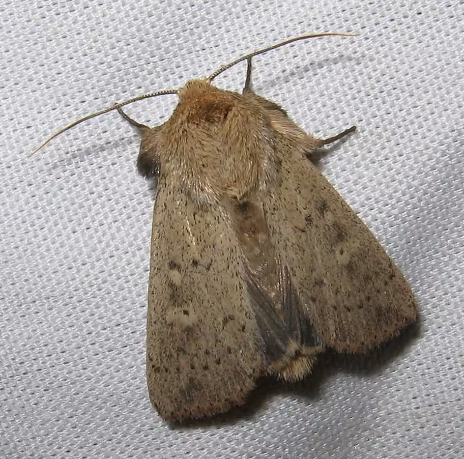 False Wainscot, photo 1 sur 5