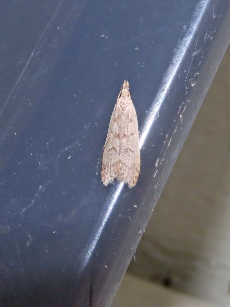 Spotted Dichomeris Moth, Adult