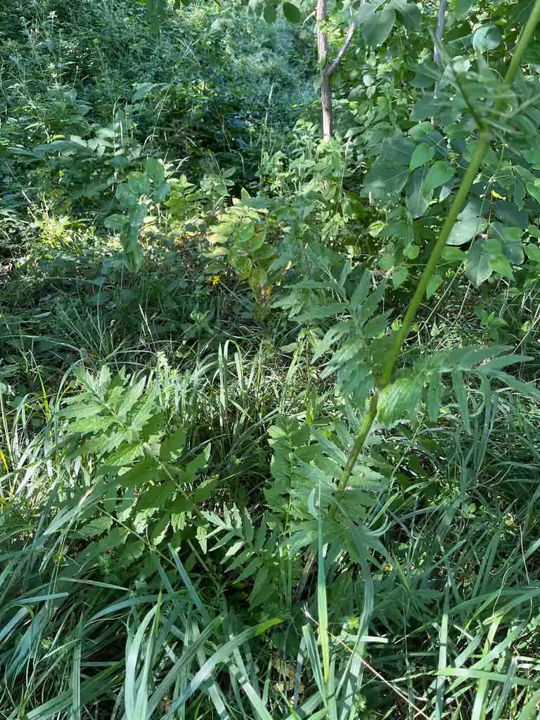 Garden valerian, In fruit