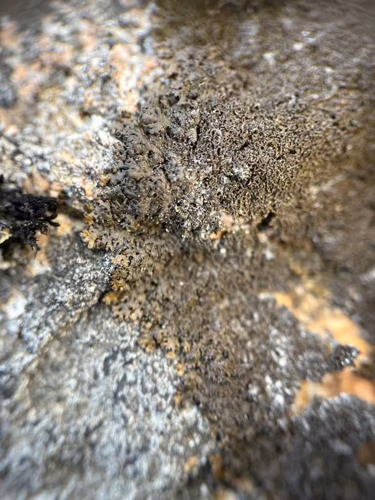 Shingled Camouflage Lichen, photo 3 of 5
