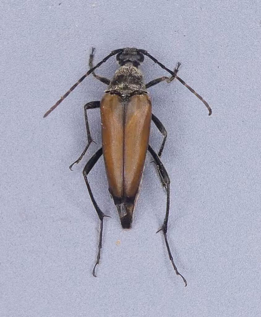 Longicorne plébéien, Femelle