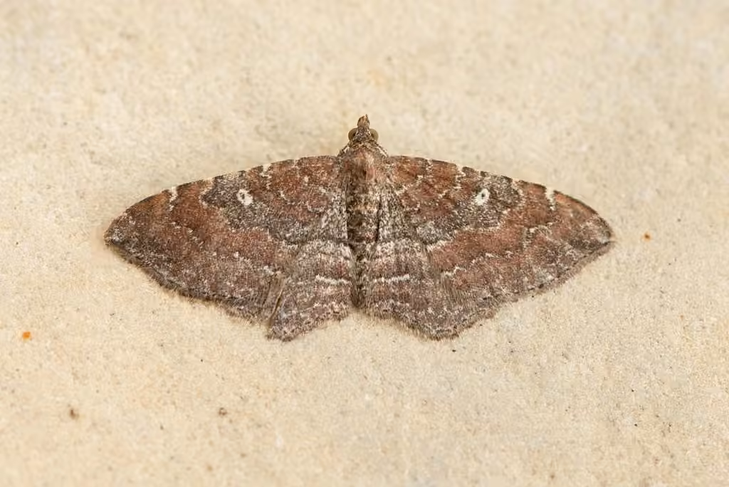 Gem Moth, photo 1 of 5