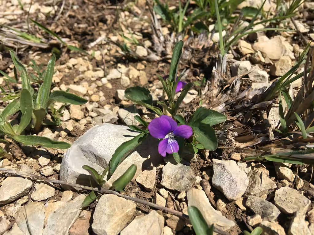 Glade violet, In flower