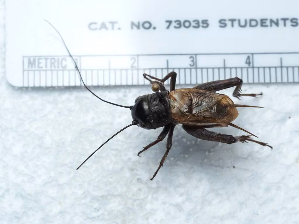 Spring Field Cricket, Male