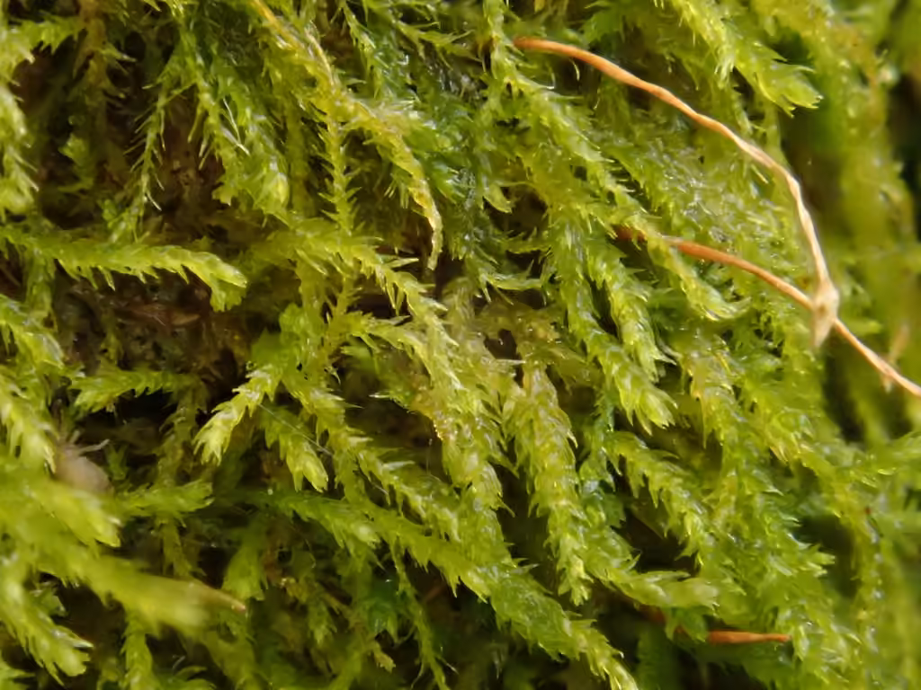 Leskée fertile