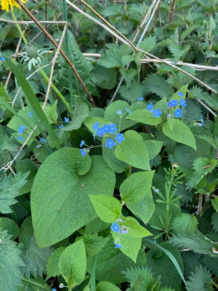 Myosotis du Caucase, En fleurs